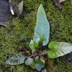 Asplenium sagittatum Leaf