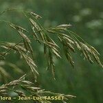 Festuca eskia Flower