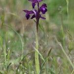 Anacamptis × olida Агульны выгляд