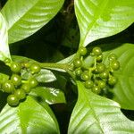 Psychotria racemosa Deilen