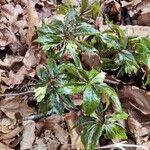 Cardamine enneaphyllos Leaf