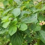 Lantana canescens Лист
