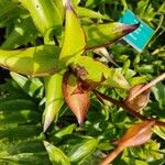 Lilium henryi Hoja