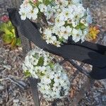Pyrus calleryana Flor