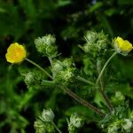 Potentilla inclinata Flower