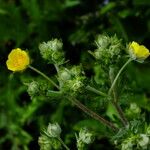 Potentilla inclinata 花