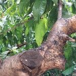 Prunus persica Corteza