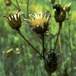 Centaurea orientalis 果