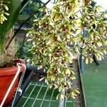 Dendrobium munificum Flor