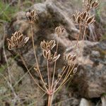 Lomatium triternatum Fruit