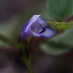 Torenia crustacea Flor