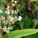 Koenigia polystachya ফুল