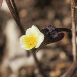 Viola kitaibeliana Blüte
