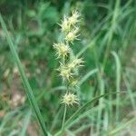 Cenchrus longispinus Fruit