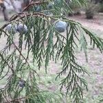 Cupressus pendula 葉