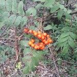 Sorbus scopulina Hedelmä