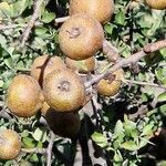 Pyrus spinosa Fruit