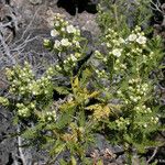 Chamaebatiaria millefolium Habit