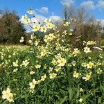 Bidens aurea Cvet