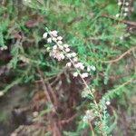 Calluna vulgarisFlower