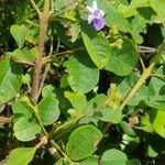 Vitex megapotamica Foglia