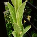 Verbascum thapsus പുറംതൊലി