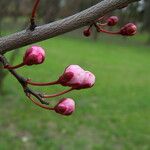 Prunus cerasifera ফুল