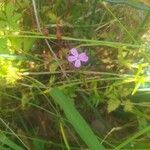 Geranium purpureumBlüte