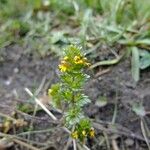 Euphrasia picta Anders