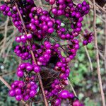 Callicarpa americana Fruto