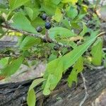 Sideroxylon lycioides Blatt