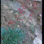 Penstemon utahensis 整株植物