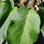 Eryngium giganteum Blatt