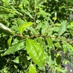 Elaeagnus umbellata Leaf
