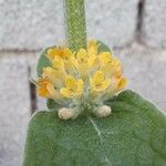 Buddleja stachyoides Flower