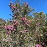Erica australis Yeri