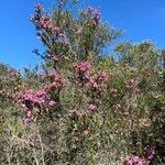 Erica australis Elinympäristö