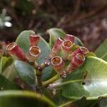 Syzygium multipetalum Frukto