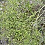 Crambe tataria Frucht