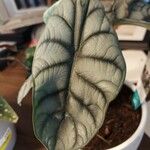 Alocasia baginda Levél