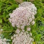 Daucus decipiens Žiedas