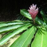 Alpinia purpurata Habit