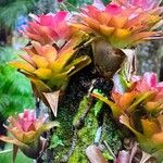 Tillandsia fendleri Hoja