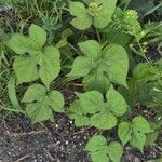 Ipomoea hederacea Blad