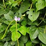 Vigna unguiculata Flower