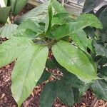 Heptapleurum venulosum Leaf