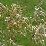 Phalaris arundinacea Feuille