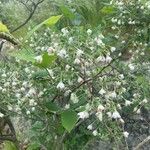 Vaccinium stamineum Flower