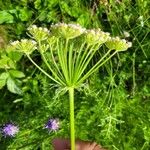 Laserpitium halleriFlower