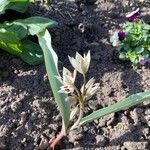 Tulipa turkestanica Flor